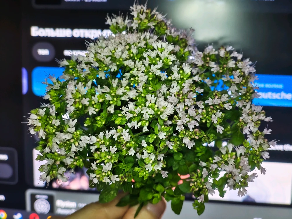 GIF загрузил Kuroi Tiburon