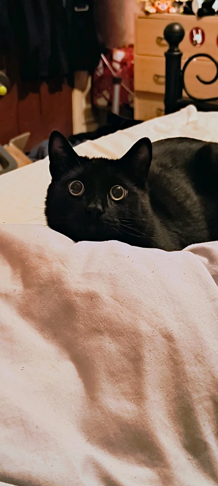 GIF uploaded by Jodie