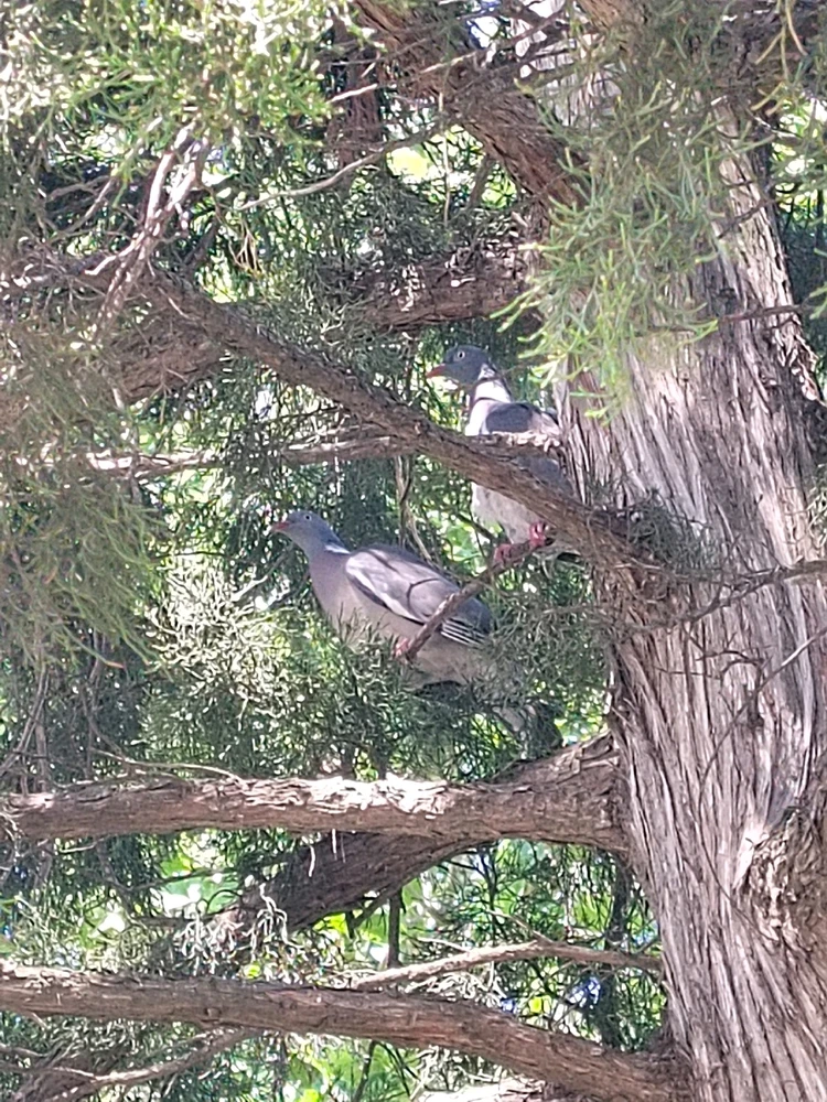 Это вам не голубь