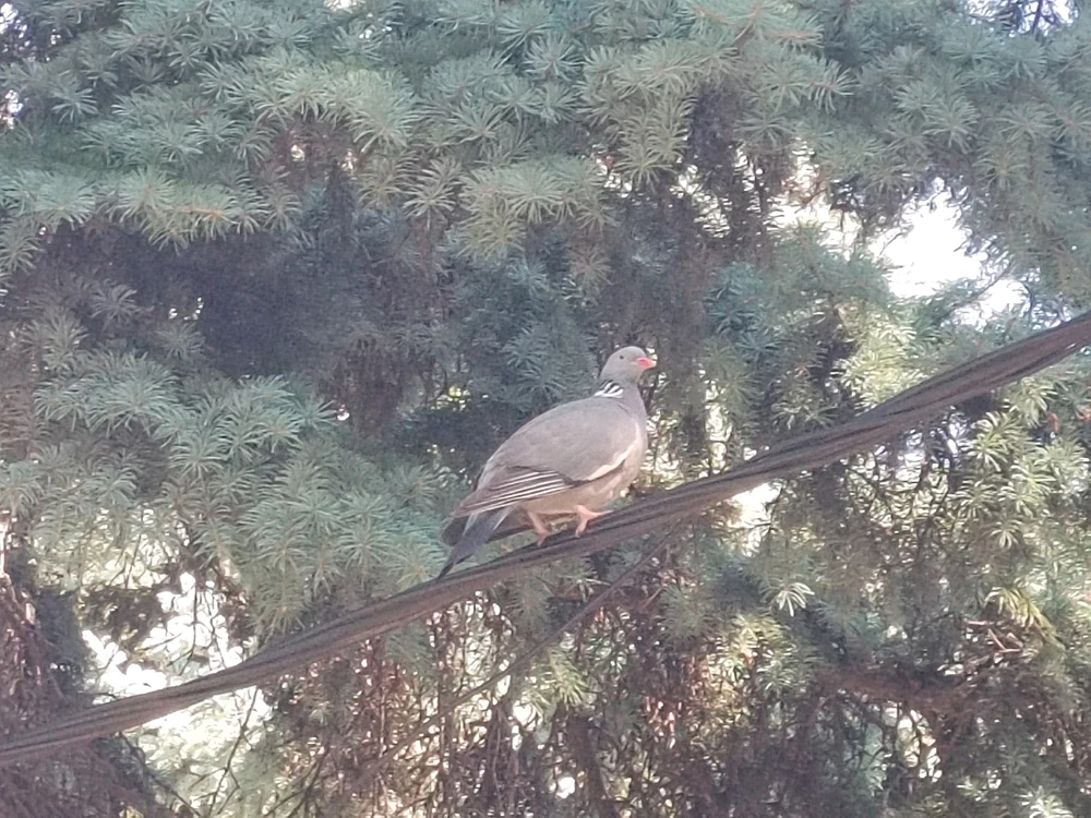 Вяхири обычно пугливее голубей и не станут крутиться у вас под ногами выжидая еду. Их можно встретить в скверах или парках.