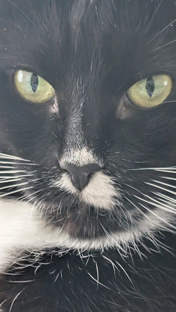 GIF hochgeladen von Hiki