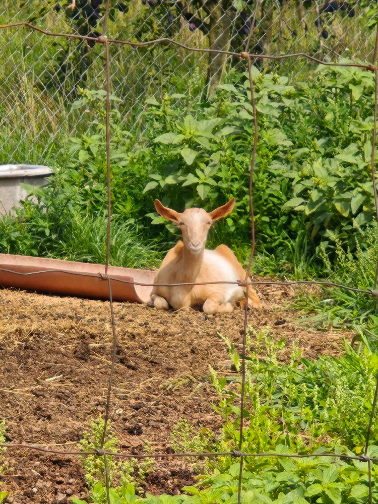 Obrázek nahrál Radek