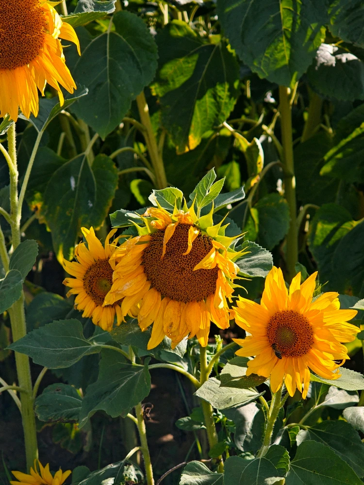 Obrázek nahrál Radek