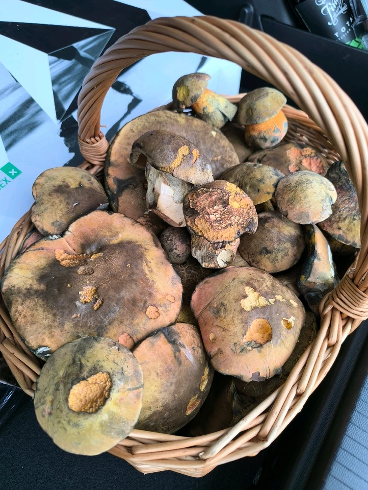 Obrázek nahrál Martin