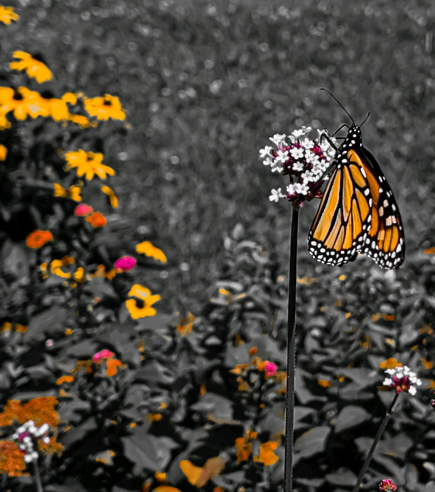 Gambar diunggah dening Dana