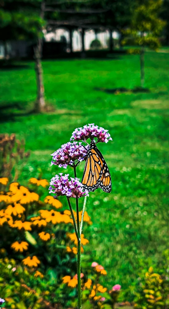 Gambar diunggah dening Dana