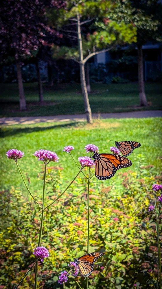 Gambar diunggah dening Dana