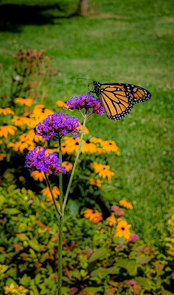 Gambar diunggah dening Dana