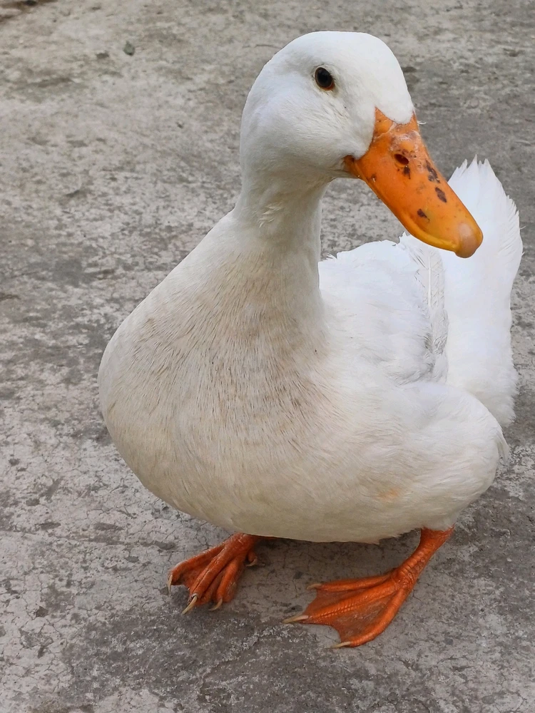 Ayçiçeği tarafından yüklenen görsel