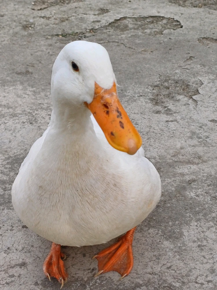 Ayçiçeği tarafından yüklenen görsel
