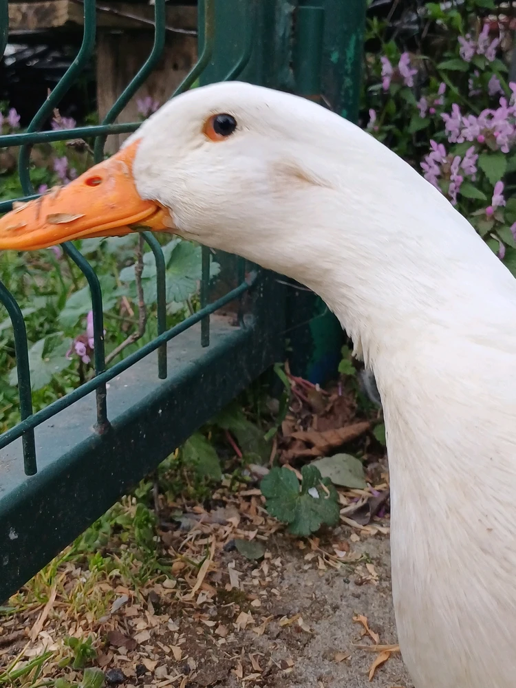 Ayçiçeği tarafından yüklenen görsel