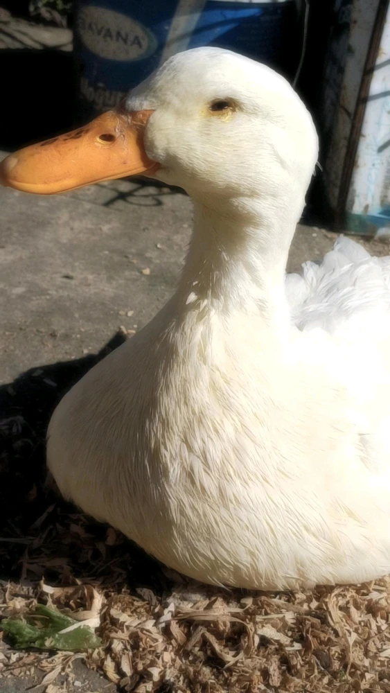 Ayçiçeği tarafından yüklenen görsel