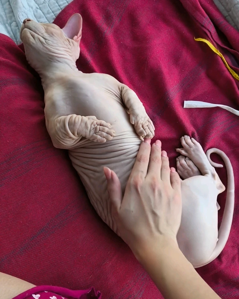 GIF uploaded by Ksenia