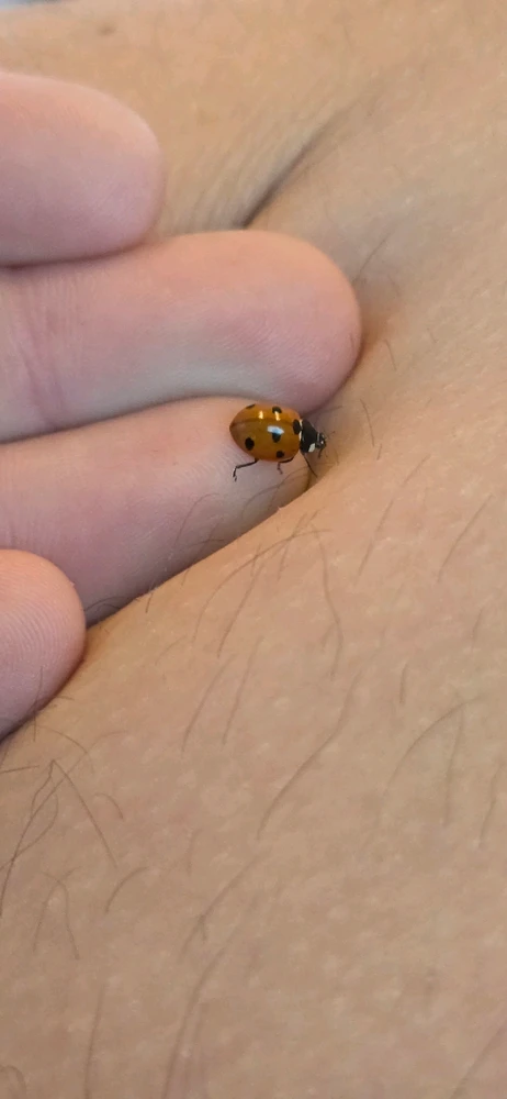 GIF hochgeladen von Rudolf