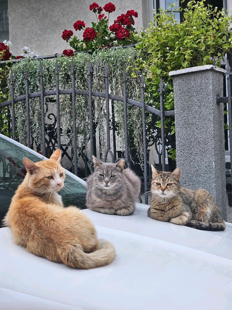 Burak tarafından yüklenen GIF