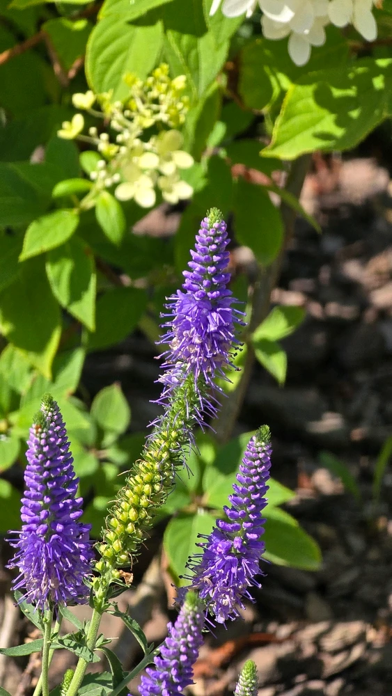 Гіфку завантажив Maxym