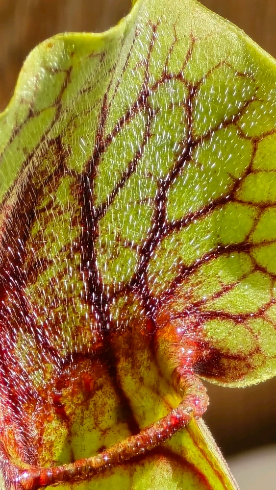 Зображення завантажив Maxym