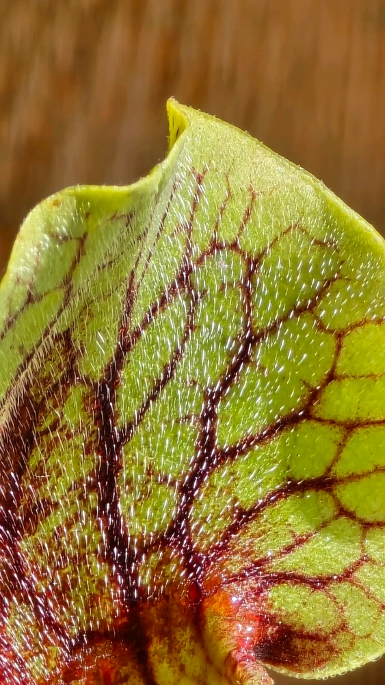 Зображення завантажив Maxym