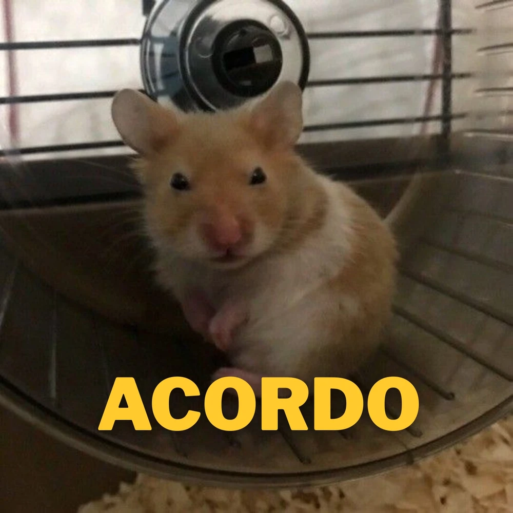 Resumindo minha rotina em hamster