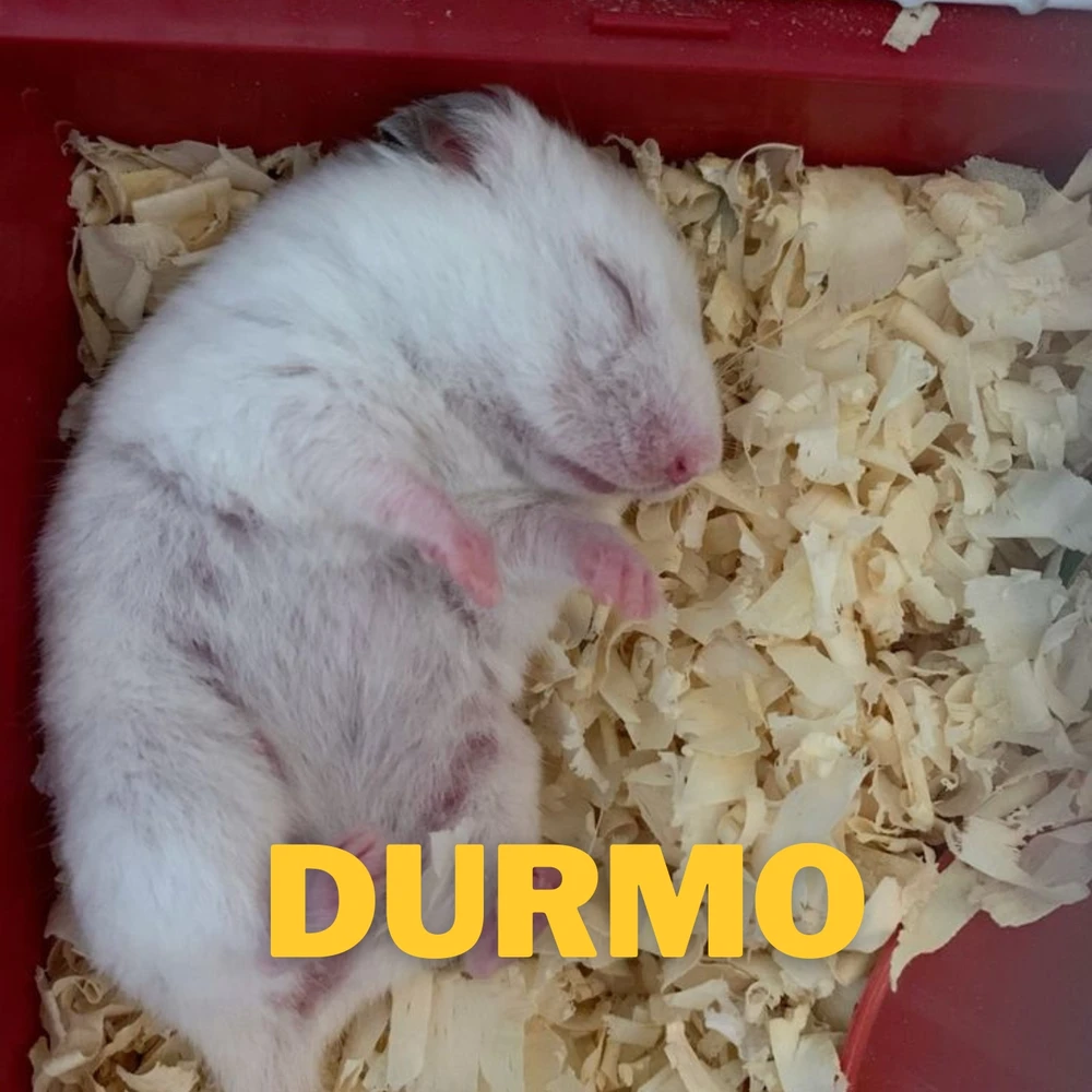 Resumindo minha rotina em hamster