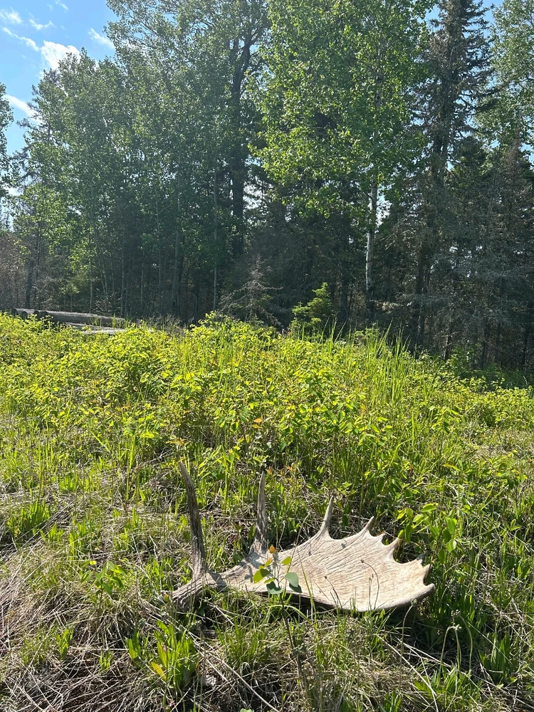 Image uploaded by Nate