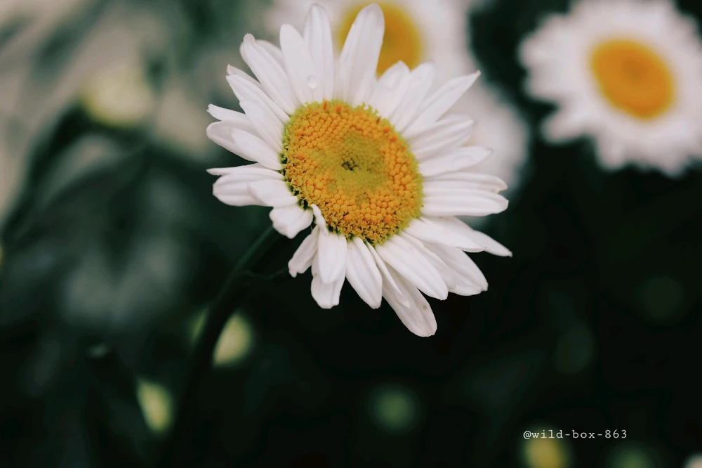 Imagen subida por Blanca