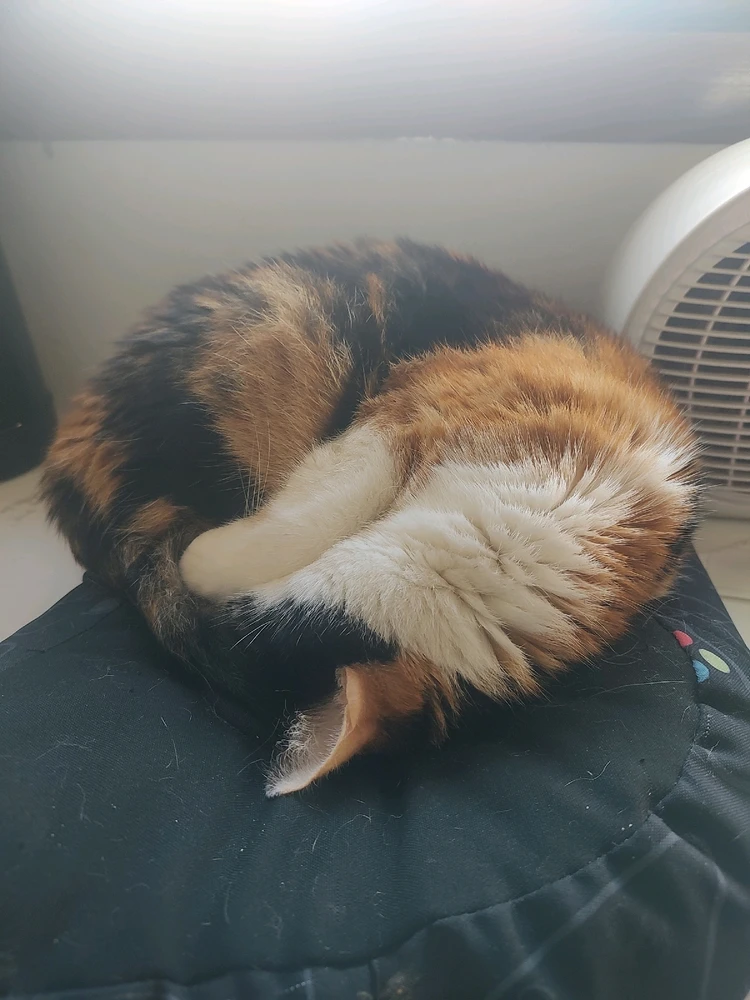 GIF uploaded by Lizy