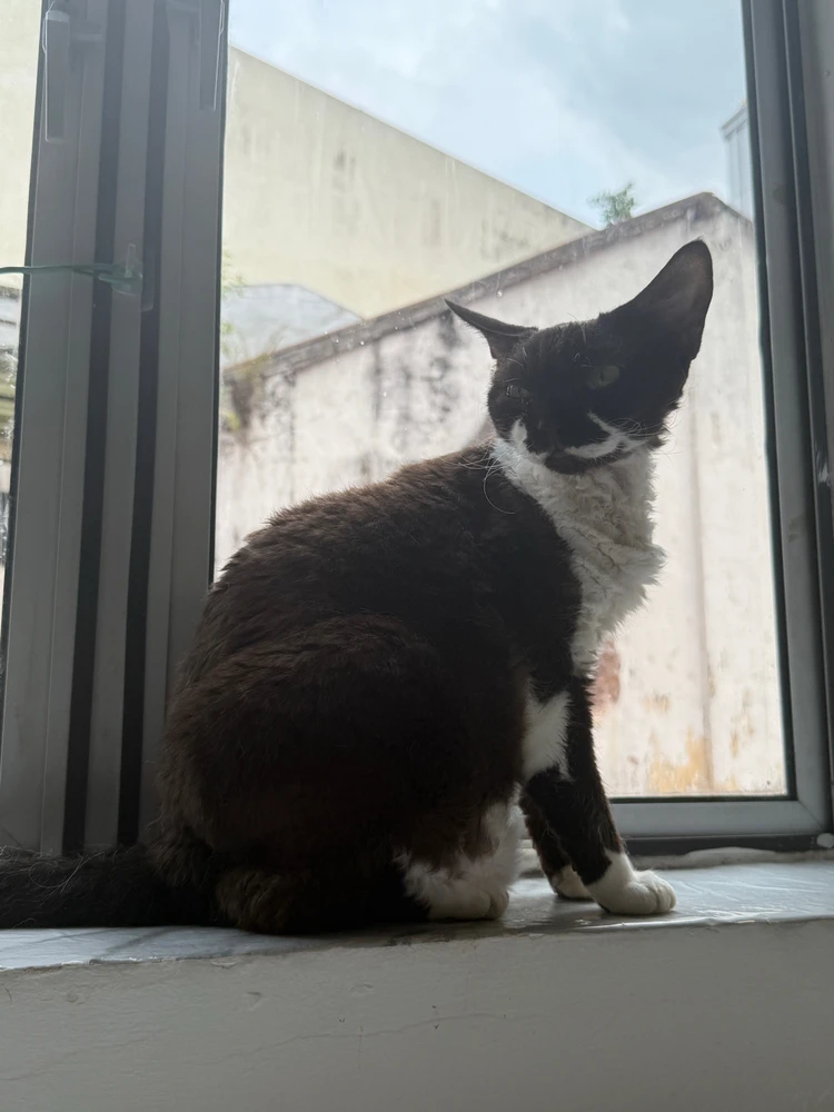 Image uploaded by The Frog