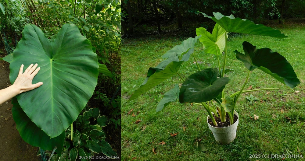 Zdjęcie dodane przez Czarna_Kosmitka