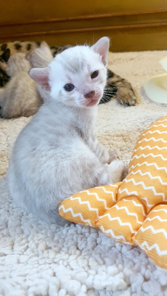 LibkaがアップロードしたGIF