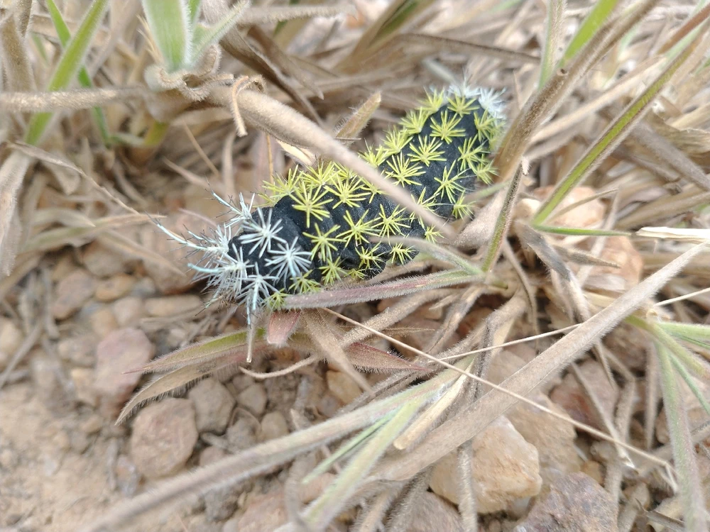 Imagem enviada por Robert