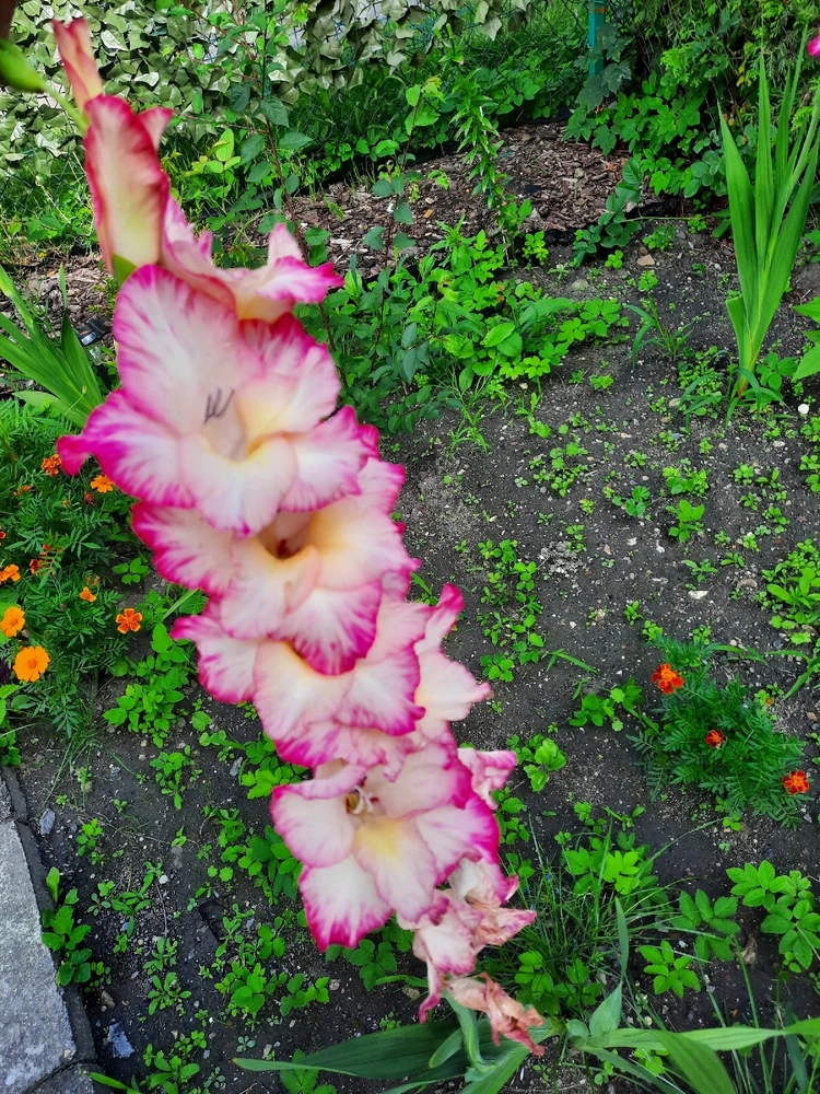 GIF dodany przez Sueñoelespacio