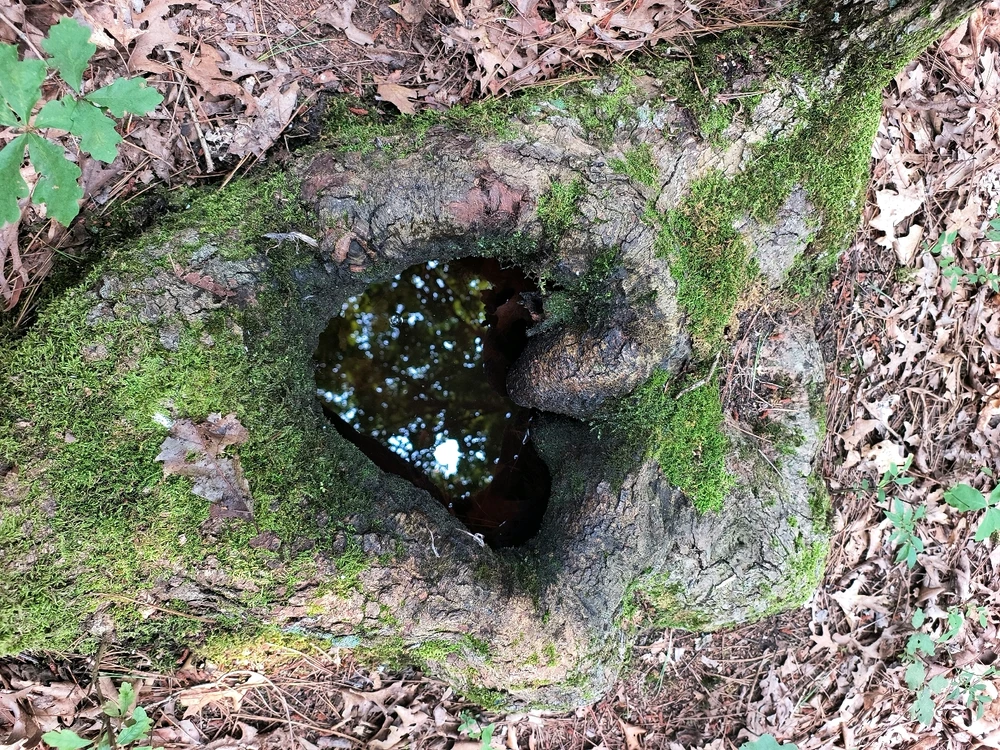 Image uploaded by Desiree