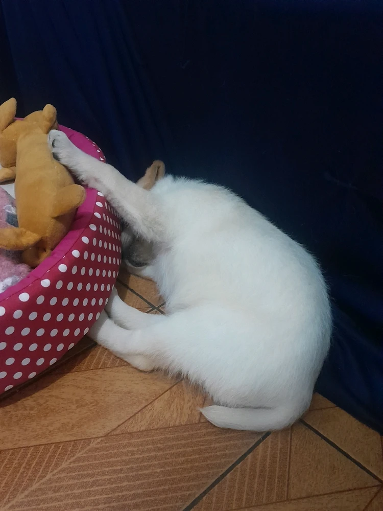 GIF enviado por Souza🌙