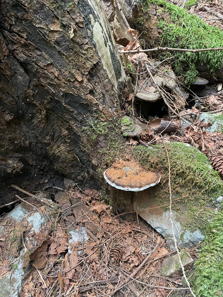 Imagen subida por Carlos