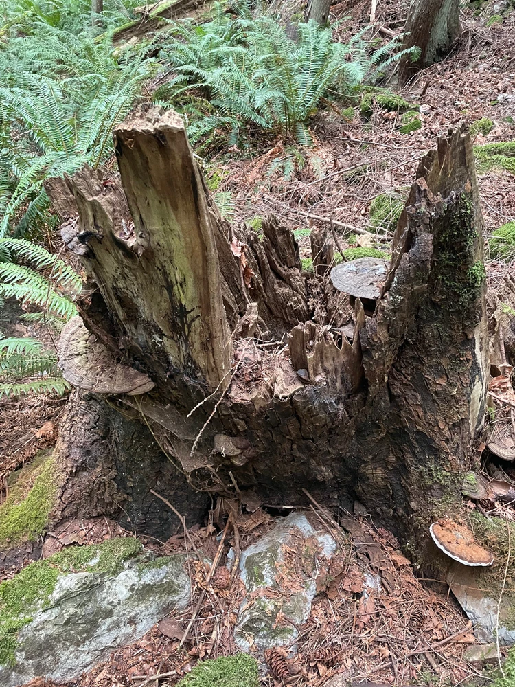 Imagen subida por Carlos