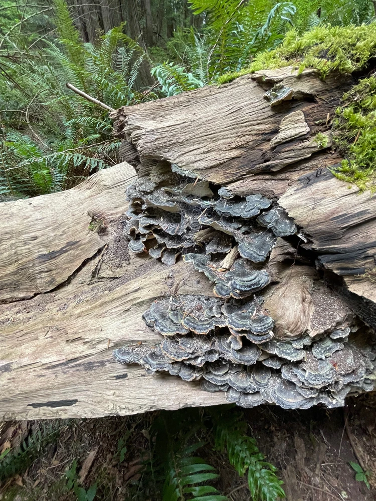 Imagen subida por Carlos