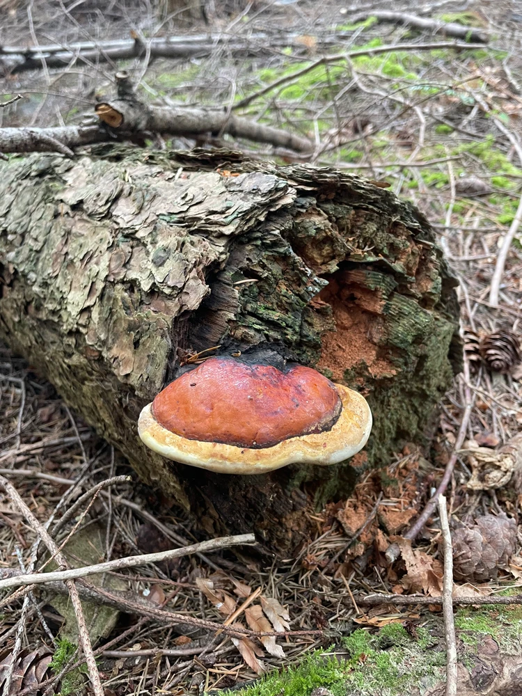 Imagen subida por Carlos