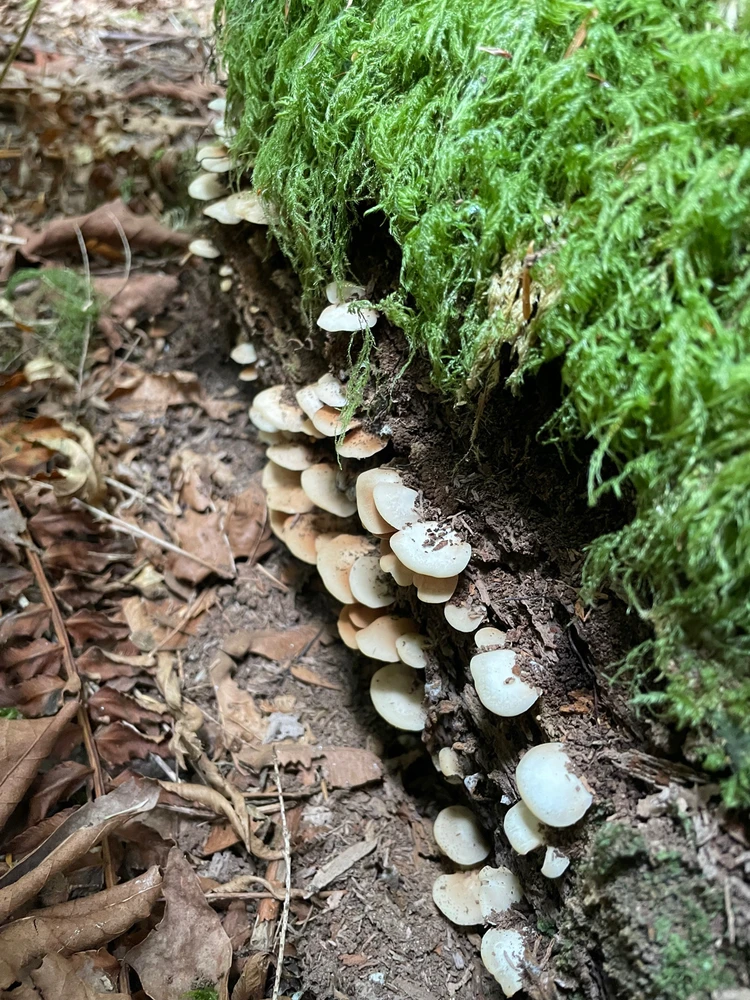 Imagen subida por Carlos