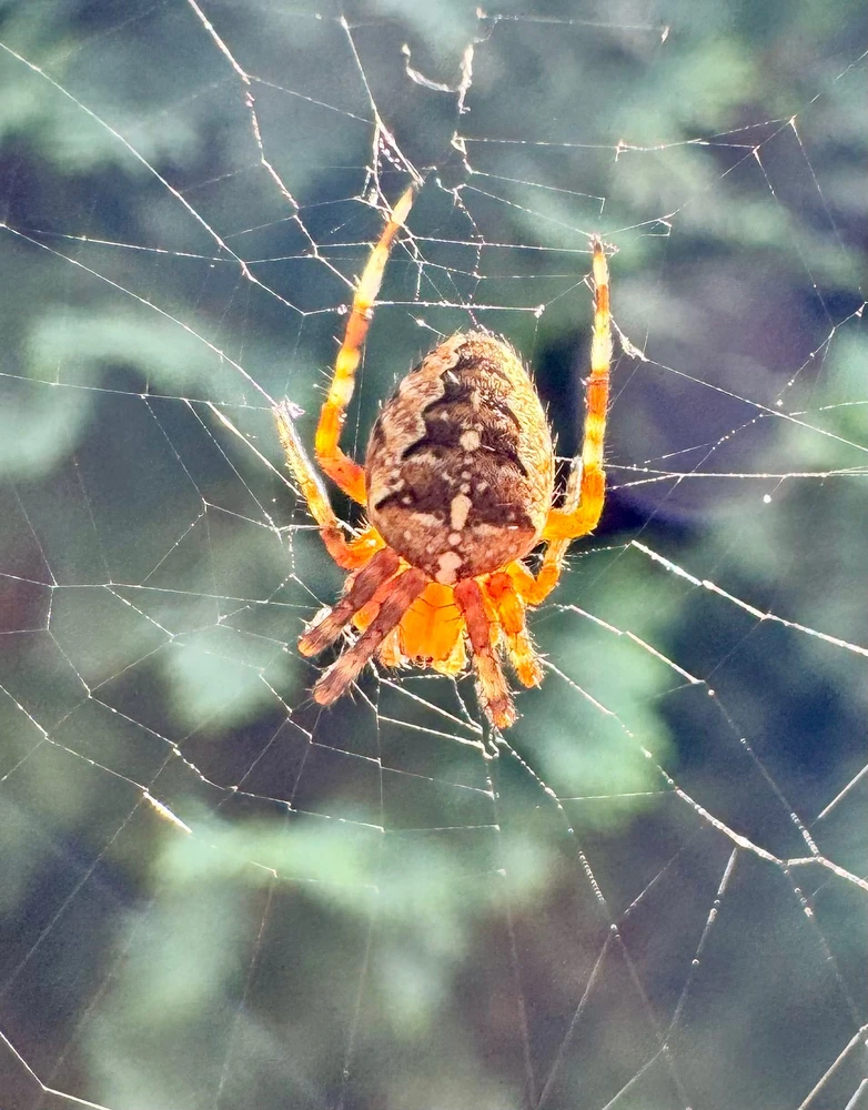 GIF dodany przez Szymon