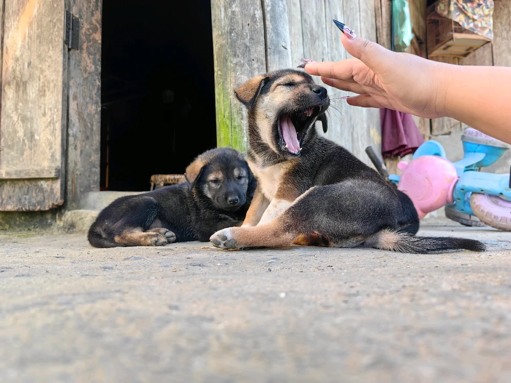 Ảnh do Ruby tải lên