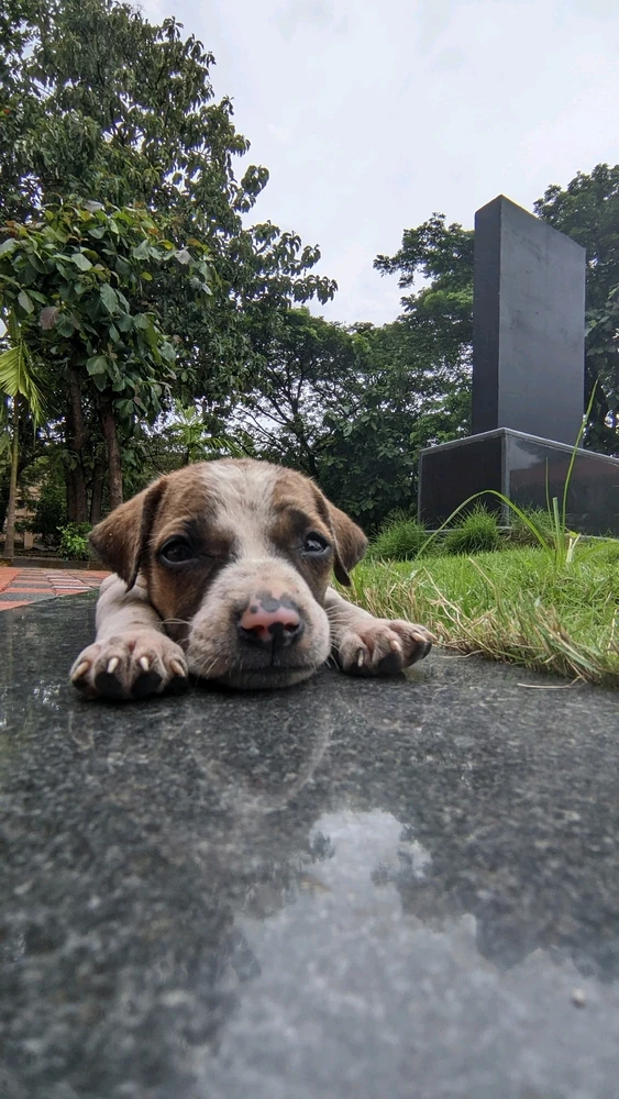 Image uploaded by Samudra