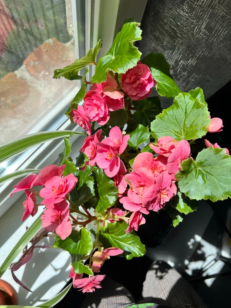 GIF uploaded by Bogdan