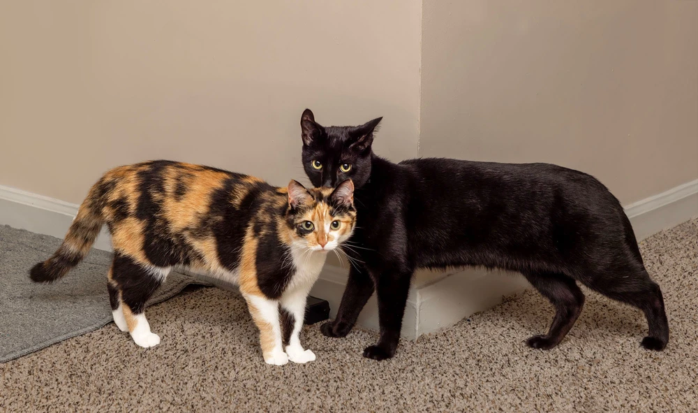 GIF uploaded by Autumn