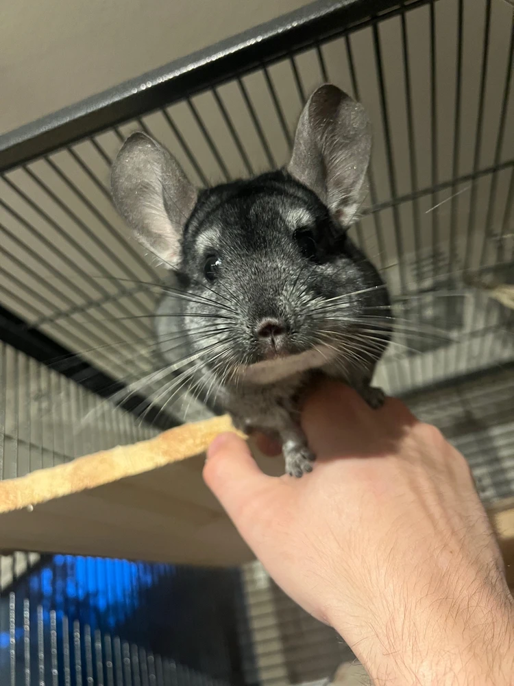 Bild uppladdad av Hubert