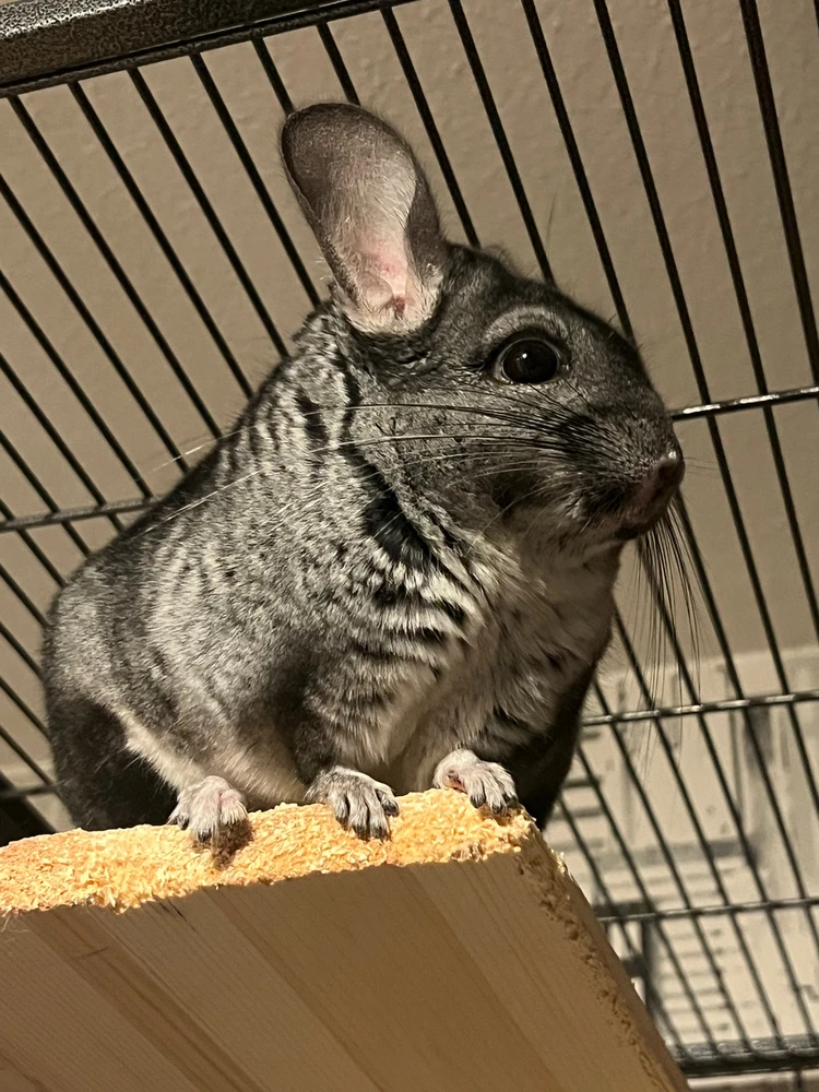 Bild uppladdad av Hubert