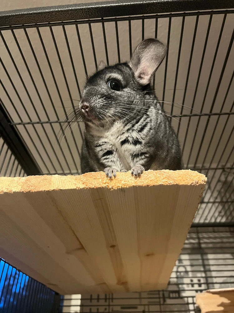 Bild uppladdad av Hubert