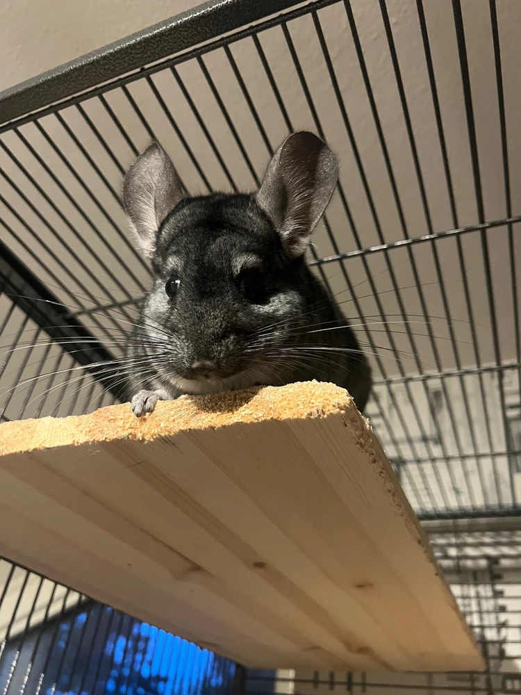 Bild uppladdad av Hubert