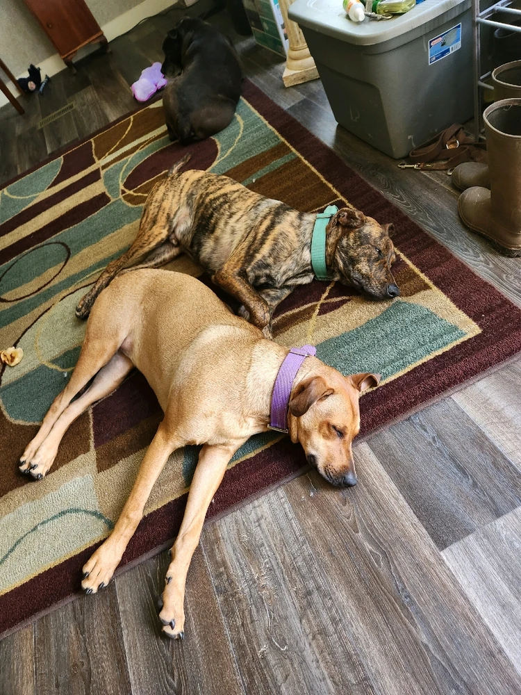 Image uploaded by Dru