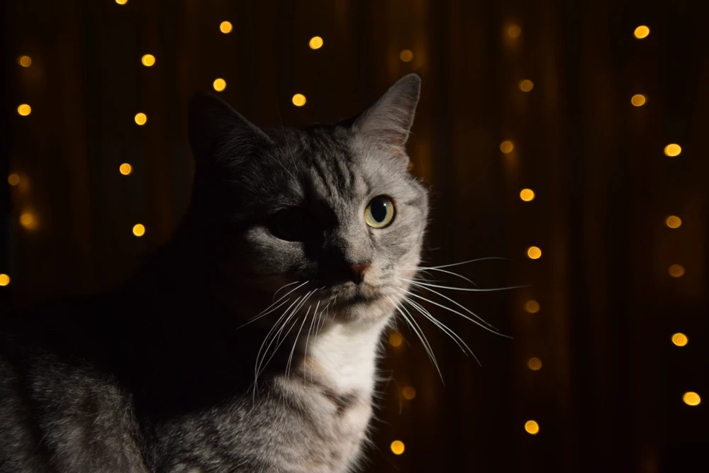 GIF geüpload door Fleur